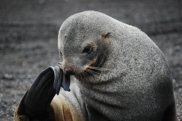 Antarctic Fur Seal By D Phillips
