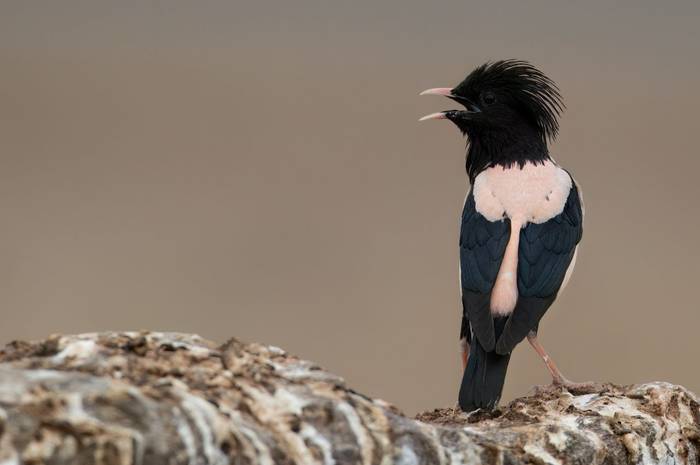 Rose-coloured Starling © Chris Griffin, May 2025