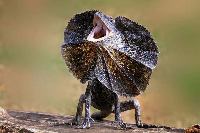 Frill-necked Lizard (Chlamydosaurus kingii)