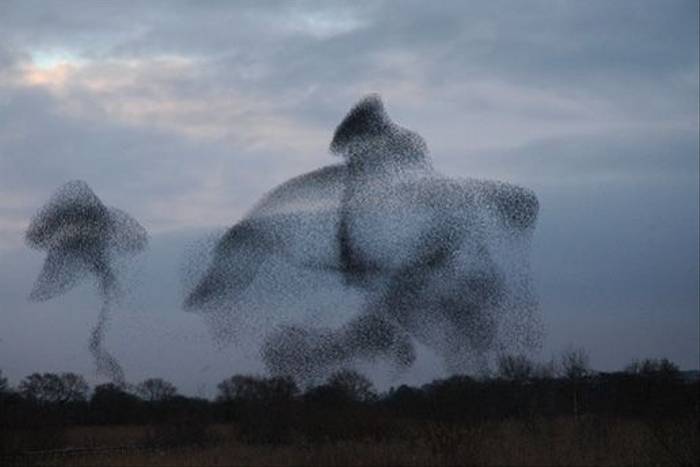 Starlings (Catherine Strong)