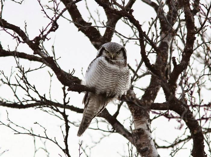 Hawk Owl by Matt Eade.jpg