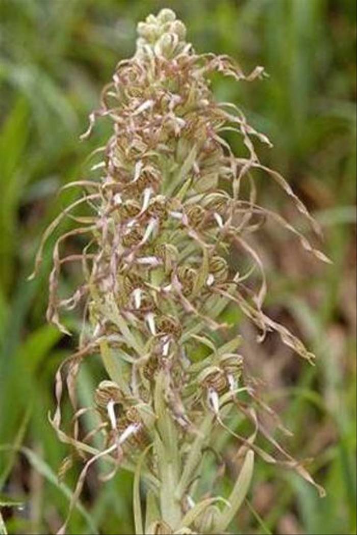 Lizard Orchid (Andrew Cleave)