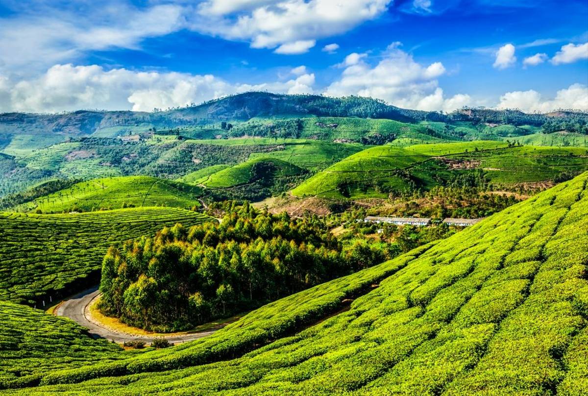 Green Tea Plantations In Munnar, Kerala, India Shutterstock 360721544