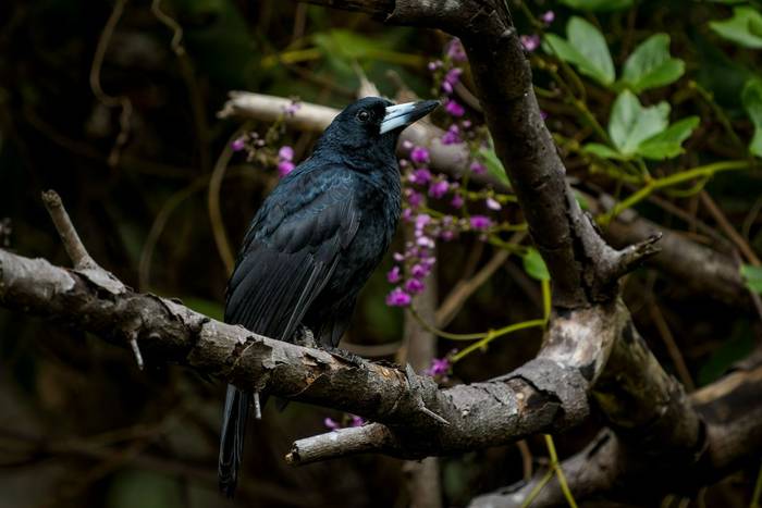 Black Butcherbird