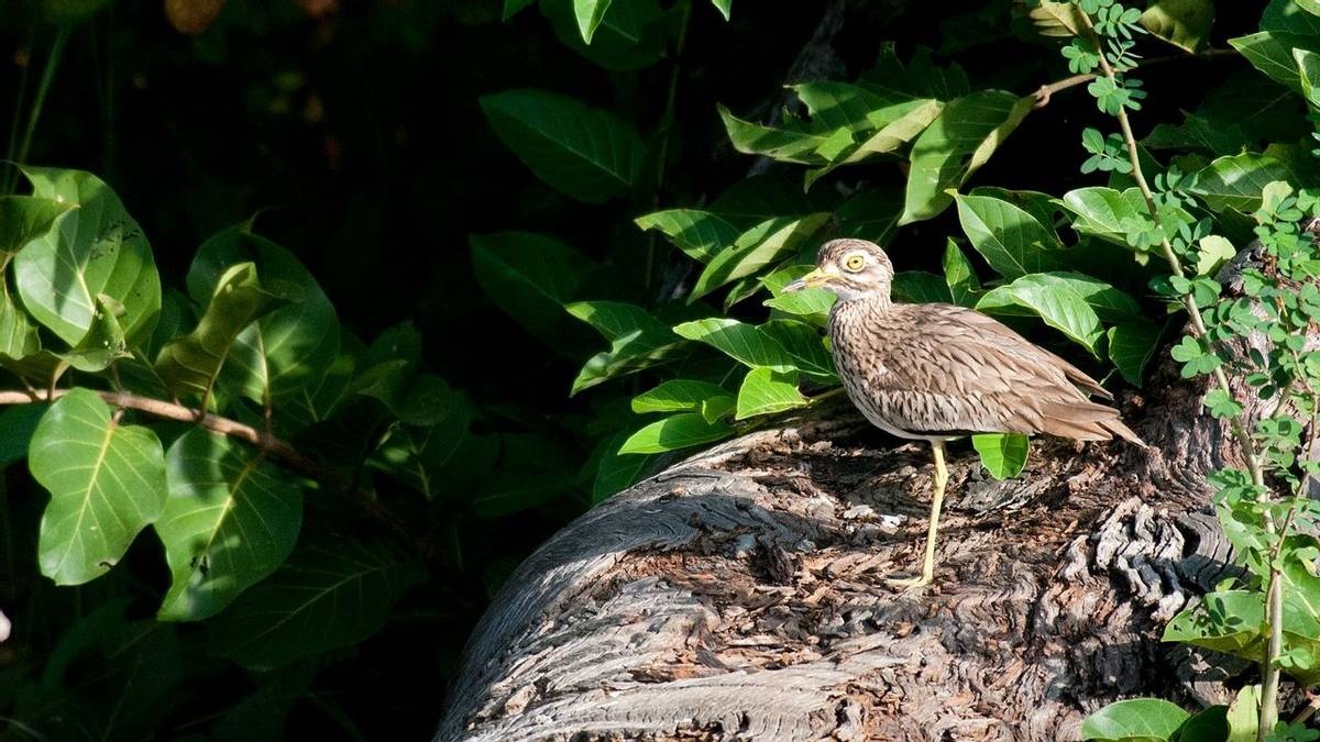 Senegal Thick-knee (Paul Wilson)