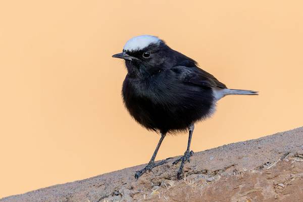 White-crowned Wheatear (Mike Unwin) Image