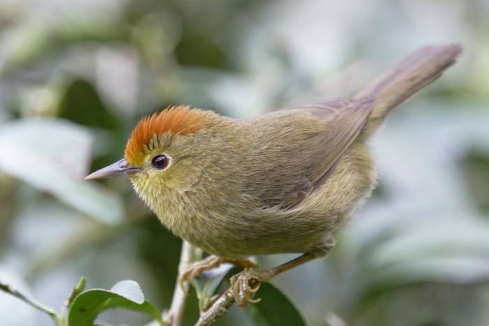 Rufous-capped Babbler © participant Alex Kozlenkov, March 2025