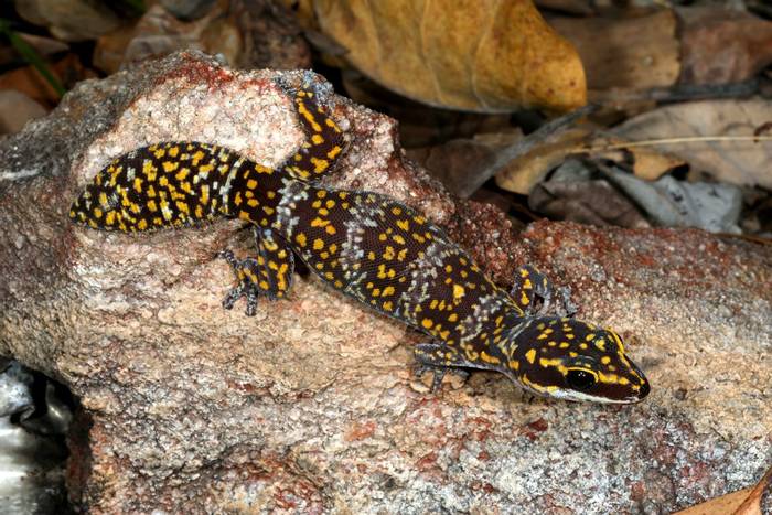 Marbled Velvet Gecko (Oedura cf. marmorata) Snake Creek WWII bunkers © Steve Wilson