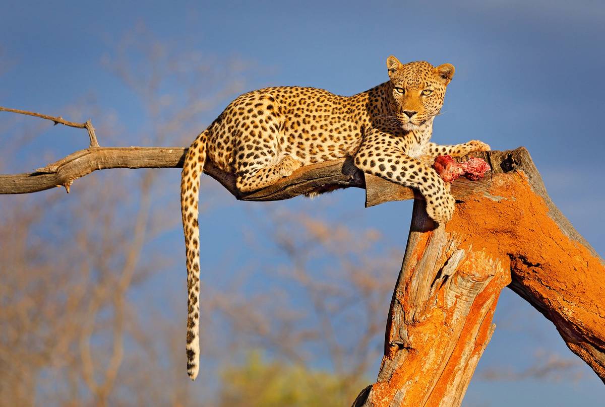 Leopard,-Etosha-National-Park,-Namibia-shutterstock_1403332664.jpg