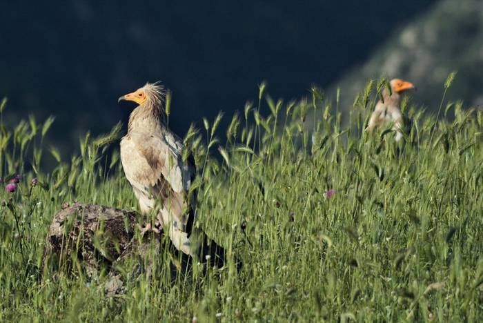 Egyptian Vulture (Martin Hrouzek)