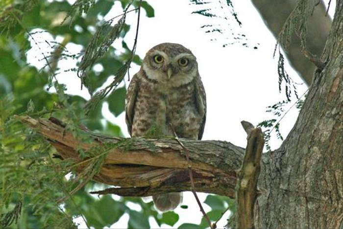 Spotted Owlet (Julian Thomas)