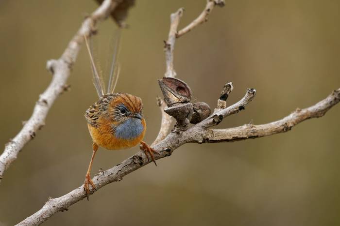 Southern Emu-wren