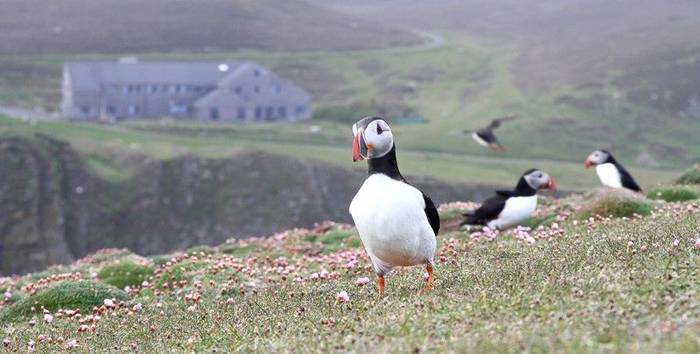 Fair Isle - Puffins in front of the Obs (Ian Andrews).jpg