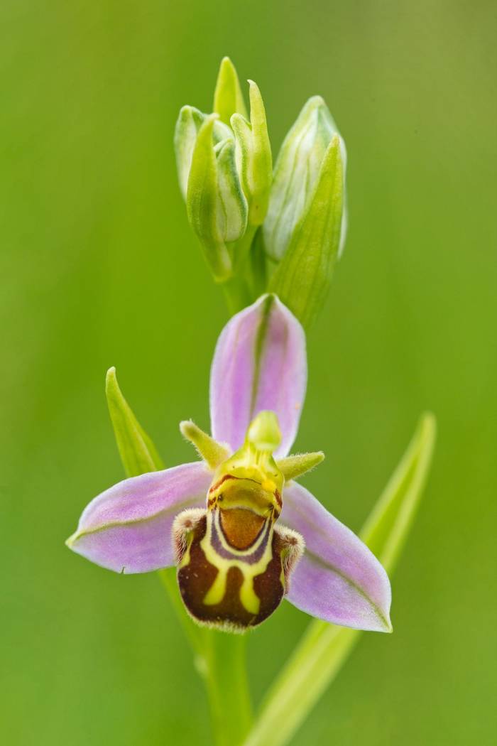 Woodcock Orchid, Ophrys scolopax, France shutterstock_1087645550.jpg