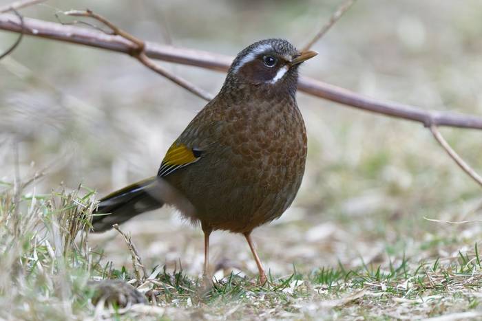 White-whiskered Laughingthrush © participant Alex Kozlenkov, March 2025