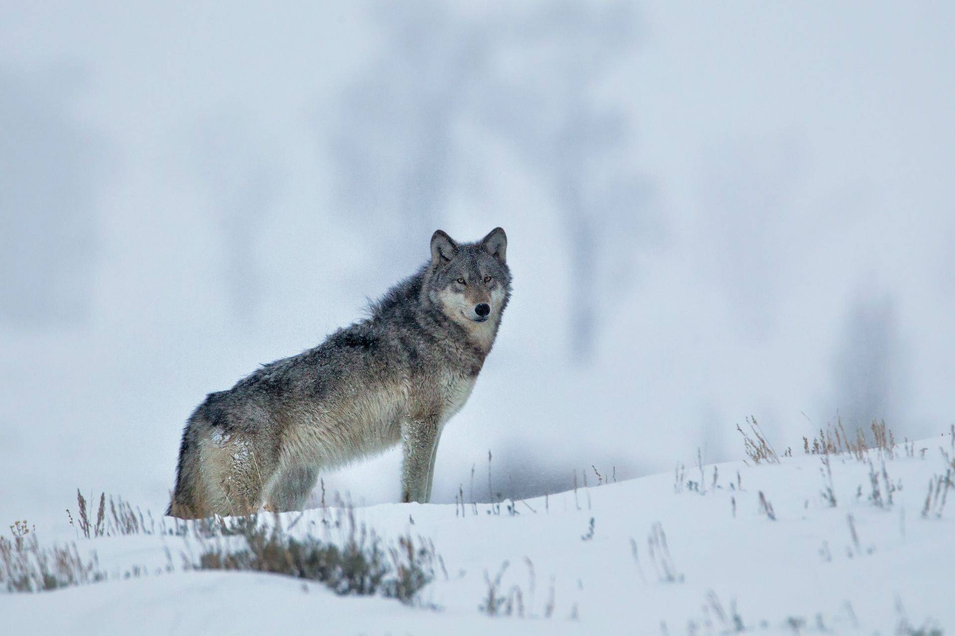 Йеллоустонский парк серый волк