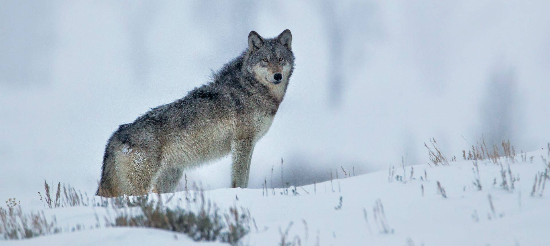 Grey Wolf, Yellowstone Shutterstock 1099953485