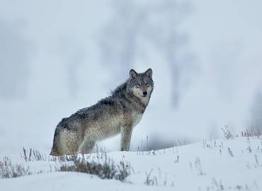 Yellowstone's Wolves and Winter Wildlife