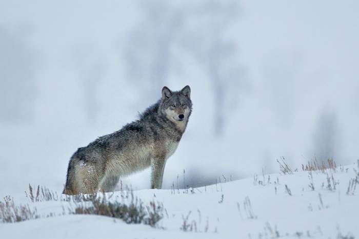 Grey Wolf, Yellowstone Shutterstock 1099953485