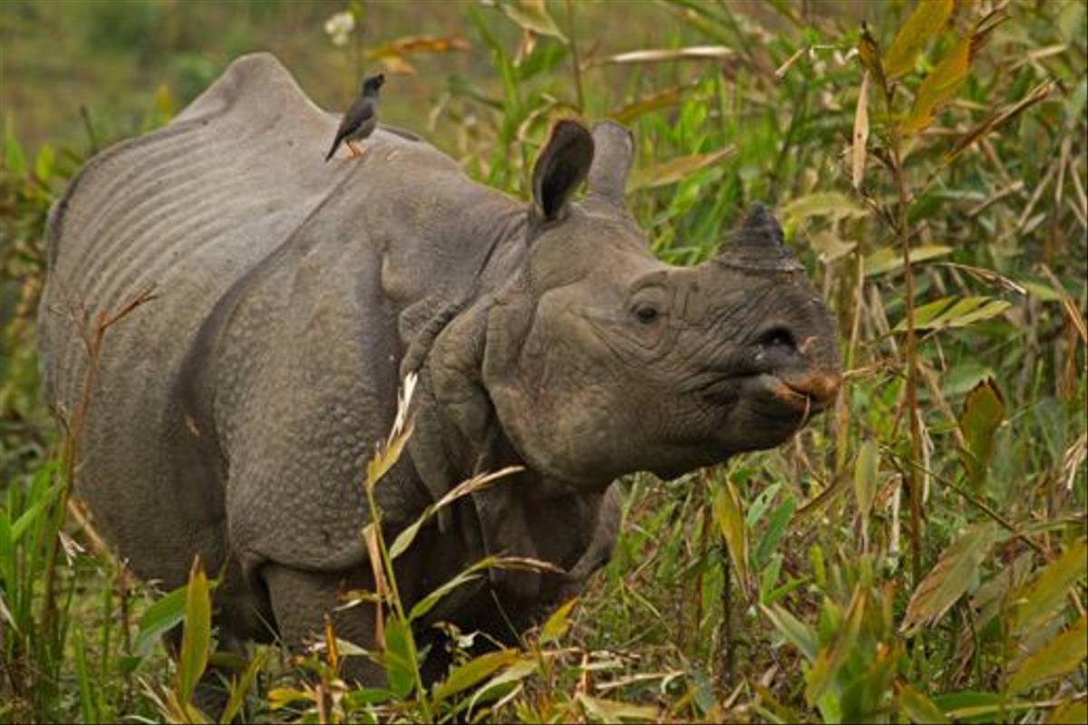 Indian One-horned Rhinoceros (Bret Charman)