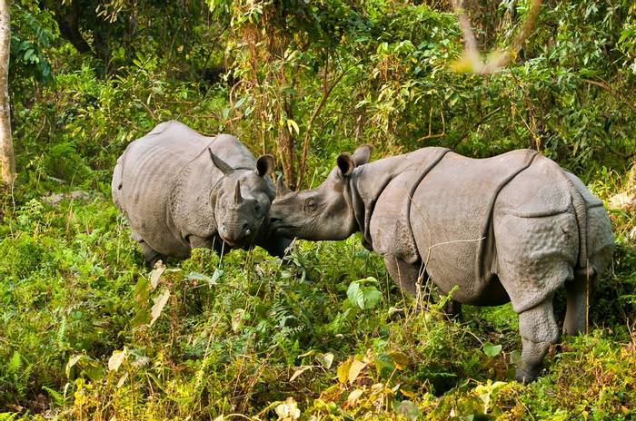One-horned Rhinoceros, Kaziranga, India shutterstock_132152183.jpg