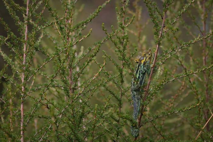 High-casqued Chameleon (Trioceros hoehnelii) © Laura and Bobby Bok, April 2026