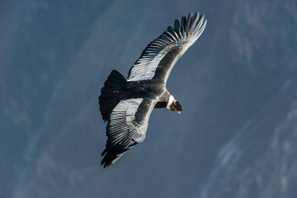 Andean Condor