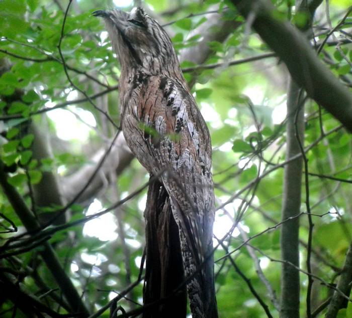 Northern Potoo roosting (Tom Mabbett 2016 tour)