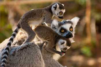 Ring Tailed Lemurs (Eric Gevaert)