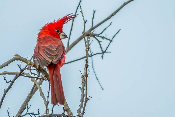Vermilion Cardinal by Ferney Salgado