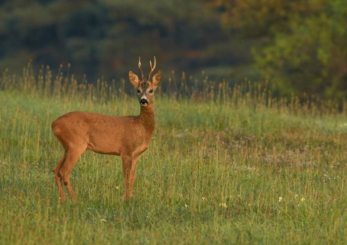 European Roe Deer (David Dohnal).jpg