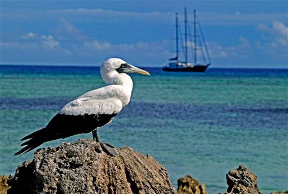 Masked Booby (Martin Harvey)
