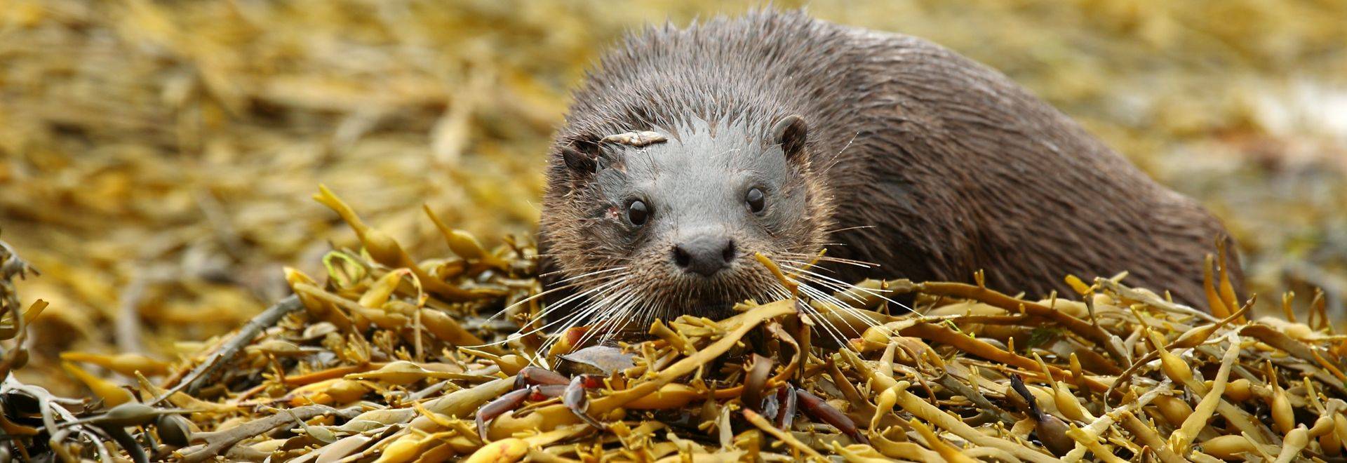 Eurasian Otter (John A Cameron)