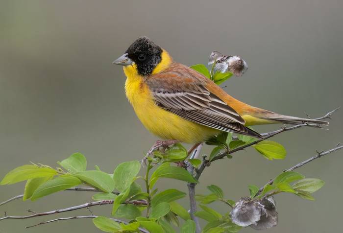 Black-headed Bunting  © Chris Griffin, April 2025