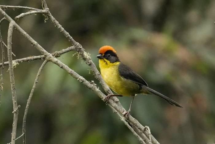 Bolivian Brushfinch © Luis Panama, October 2025