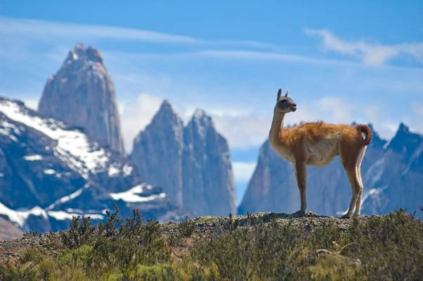 Guanaco (Lama). Torres Del Paine National Park, Patagonia, Chile. Shutterstock 14121091