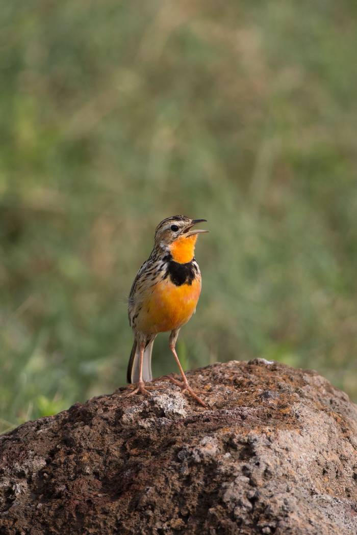 Rosy-breasted Longclaw in Ngorongoro Crater Tanzania. shutterstock_179618924.jpg
