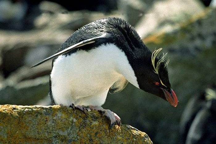 Rockhopper Penguin (Dave Shute)