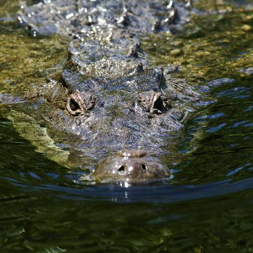 Morelet's Crocodile