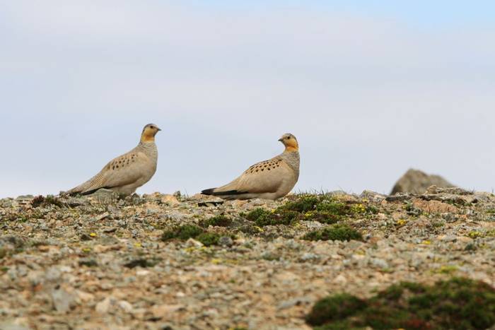 Tibetan Sandgrouse