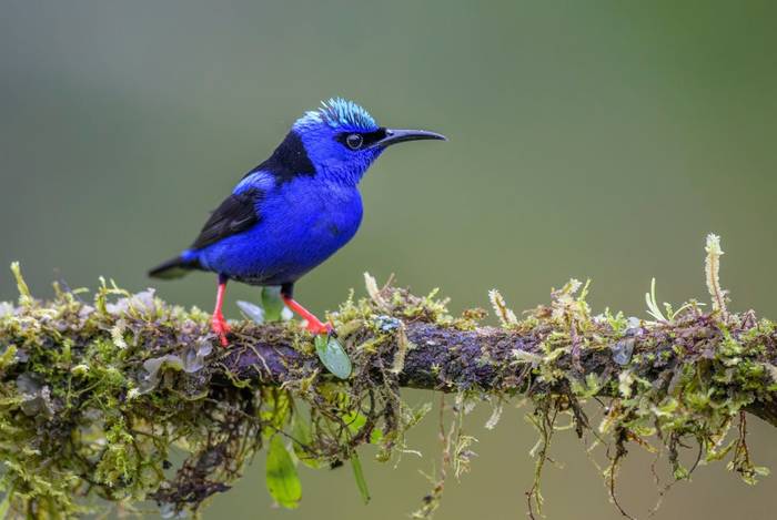 Red-legged Honeycreeper shutterstock_1057037021.jpg