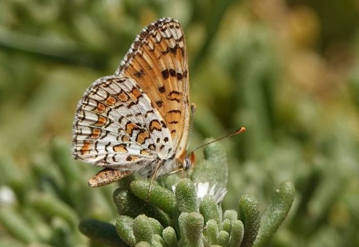 Desert Fritillary © Martin Pitt, June 2026 tour (3).JPG