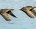 Pink footed geese in flight
