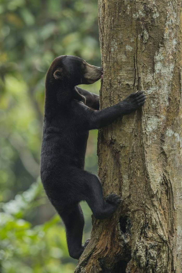 Sun Bear © C. Ryan