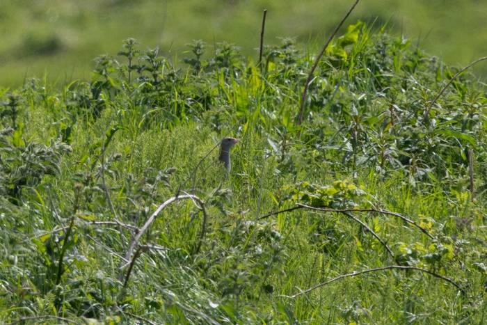 Corncrake (Sara Frost).jpg