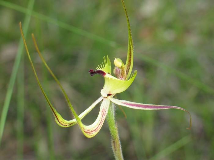 Caladenia falcata - Green Spider or Fringed Mantis Orchid