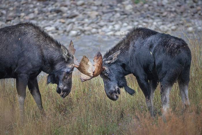 Rutting Moose by Peter Stott.jpg