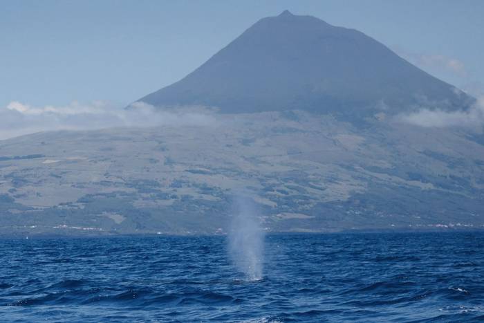 Sei Whale with Pico Island (Sara Frost).jpg