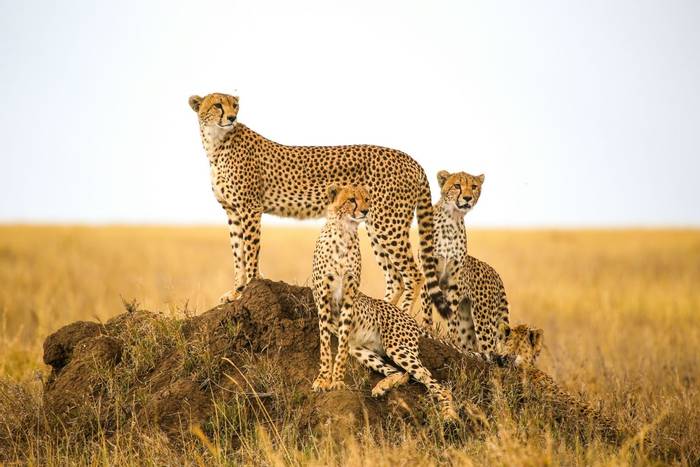 Cheetahs, Serengeti National Park, Tanzania shutterstock_762734848.jpg