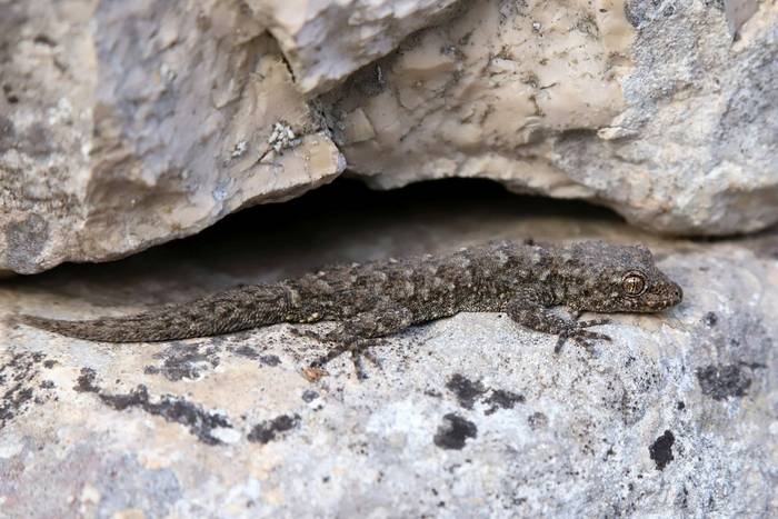 Kotschy's Gecko © Luca Boscain, April 2026 tour